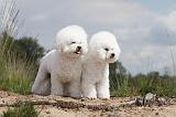 BICHON FRISE 377